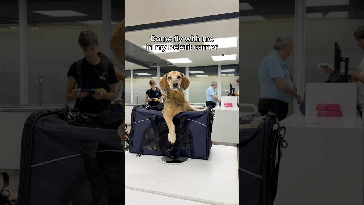 Watch Travel with me in my Petsfit carrier! You can get 15% off with the code LUCAS15 on petsfit.com! #AD on YouTube Watch Travel with me in my Petsfit carrier! You can get 15% off with the code LUCAS15 on petsfit.com! #AD on YouTube