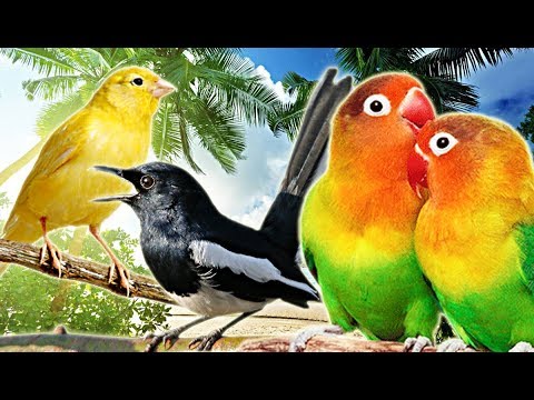 Suara Kicauan Aneka  Burung  Dengan Video Pemandangan Alam Yang Indah Bikin Rileks YouTube