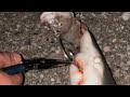 Surf fishing sanibel Florida
