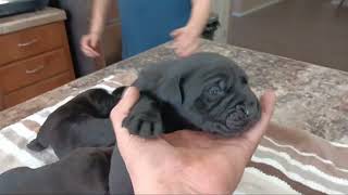 12 day old Cane Corso pupps