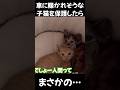 道路の真ん中で轢かれそうになっていた子猫を保護したらまさかの…！！ #保護猫 #shorts