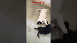 Leo and lucy funny 🤣 shorts#viralshorts #shorts