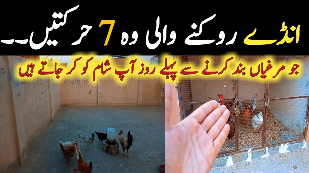 7 Evening Mistakes that stop egg production from hens