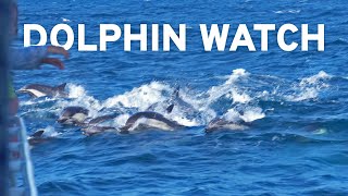 🐬 Dolphin/Whale 🐋 Watching Tour ⛴️ with Harbor Breeze Cruises in Long Beach
