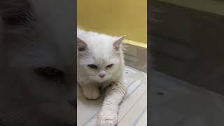 Funny Boy Cat 😻 #cat #catvideos #cute #cats #persiancat #funny #catlover #tamil #vlog #youtube #leo by Cat Paws 671 views 7 months ago 2 minutes