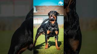What You Need to Know About Rottweilers #shortfeed #factspick
