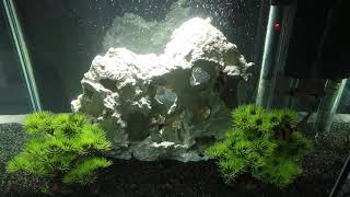 Barbus Fish