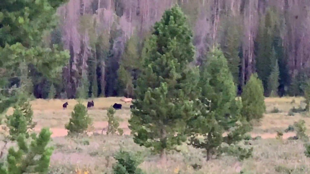 Bull Elk vs Moose Herd