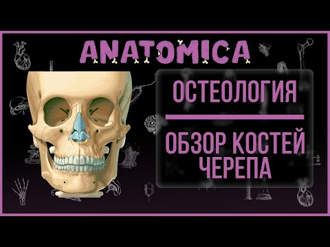 Мозговой и лицевой череп / Кости черепа анатомия / Остеология