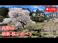 【LIVE】高野山《最新》桜レポート2026年4月 ー豊臣秀吉が愛した桜とはー