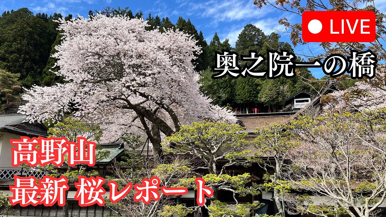 【LIVE】高野山《最新》桜レポート2026年4月 ー豊臣秀吉が愛した桜とはー