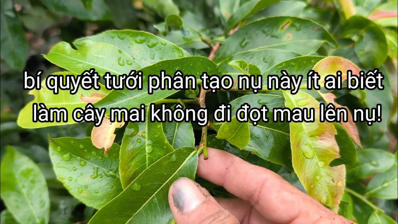 Nếu cây mai đi đọt mạnh không tạo nụ! thì hãy áp dụng cách kết hợp phân này/ 14/9ÂL.