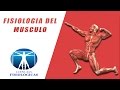Fisiología del Musculo