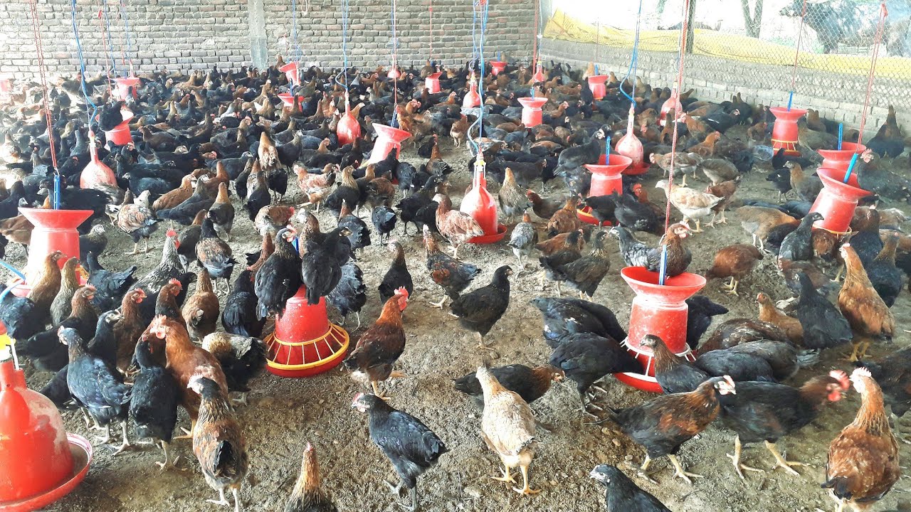 1500 Kaveri Desi Poultry by Arvindji - YouTube