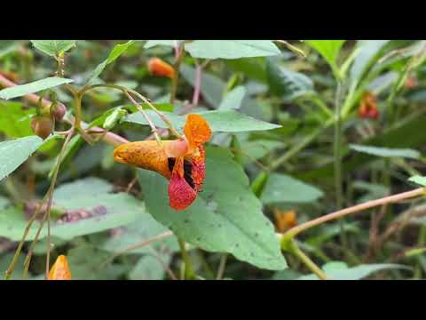 LREC Species Spotlight - Orange Jewelweed - Impatiens capensis