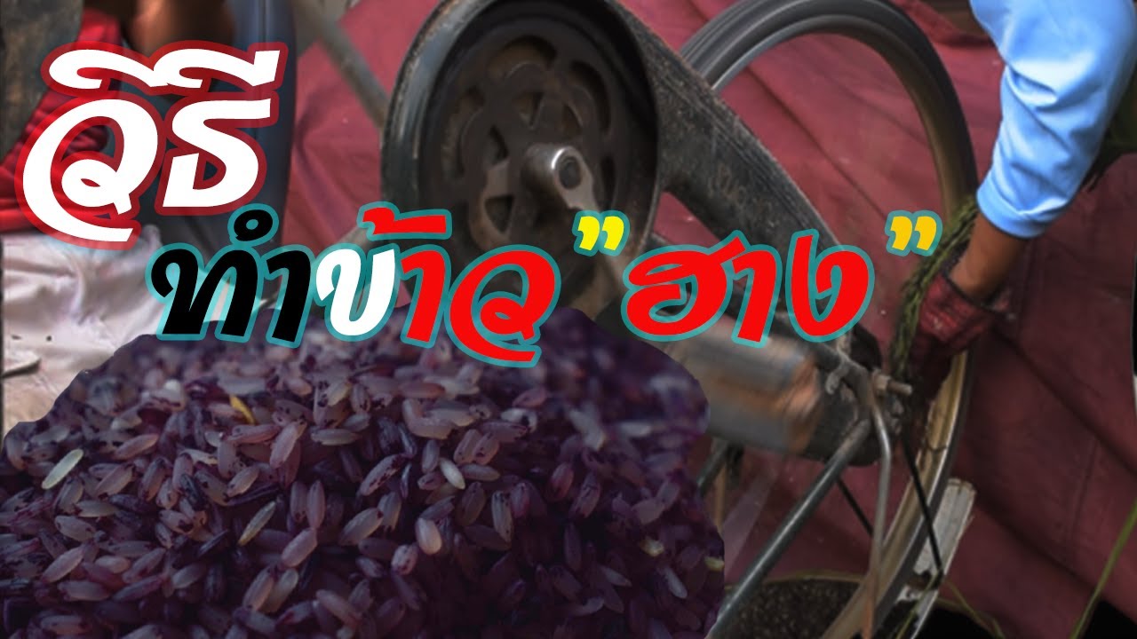 ขั้นตอนการทำ ข้าวฮาง นิล  #ภูมิปัญญาอีสาน  หอมมาก