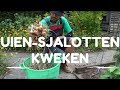 Poot uien en sjalotten kweken van poten tot oogsten