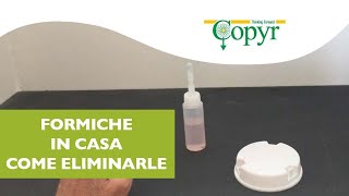 Come Uccidere Le Formiche, Trappola Pronta Alluso, Semplice Efficace