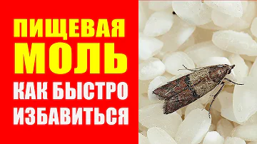 Пищевая Моль Как С Ней Бороться Народными Методами