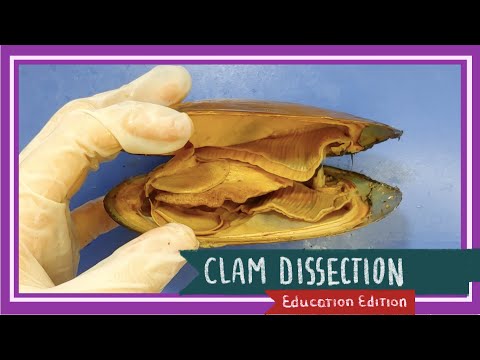 Clam Dissection || Coming Out of Its Shell [EDU]