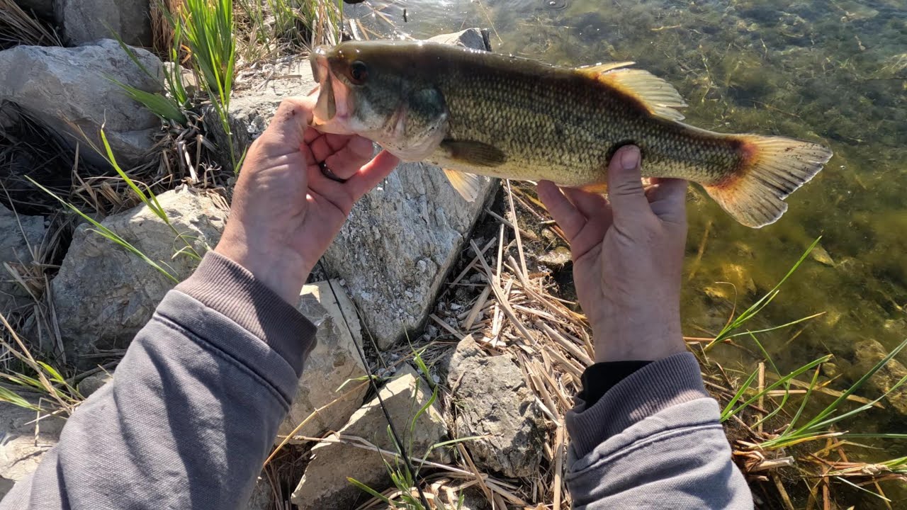 Largemouth Bass fishing in Daybreak 2024