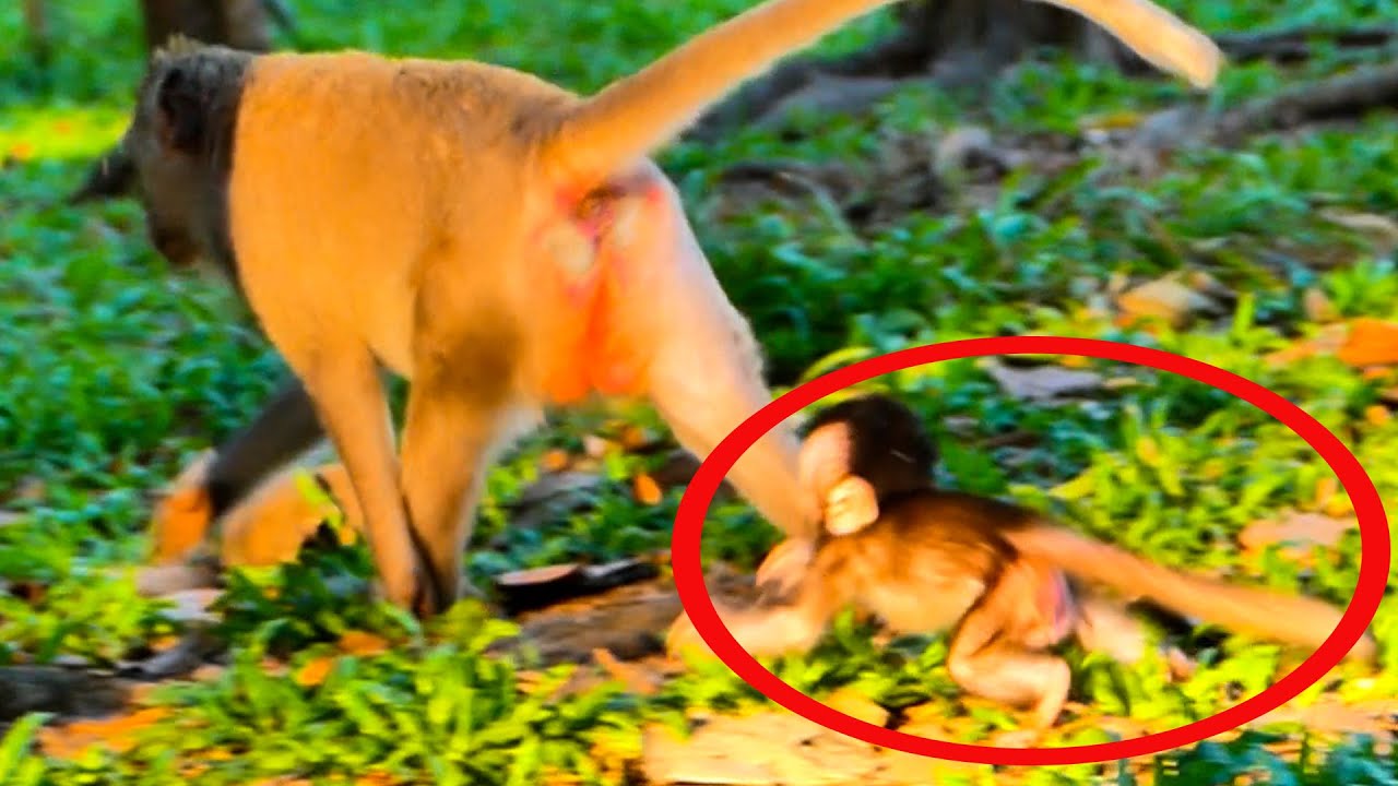 OMG! mommy abandoned  baby alone baby cry so much try to follow mom