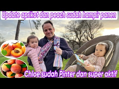 UPDATE BUAH APRIKOT DAN PEACH SUDAH HAMPIR PANEN || CHLOE SUDAH PINTER DAN SUPER AKTIF