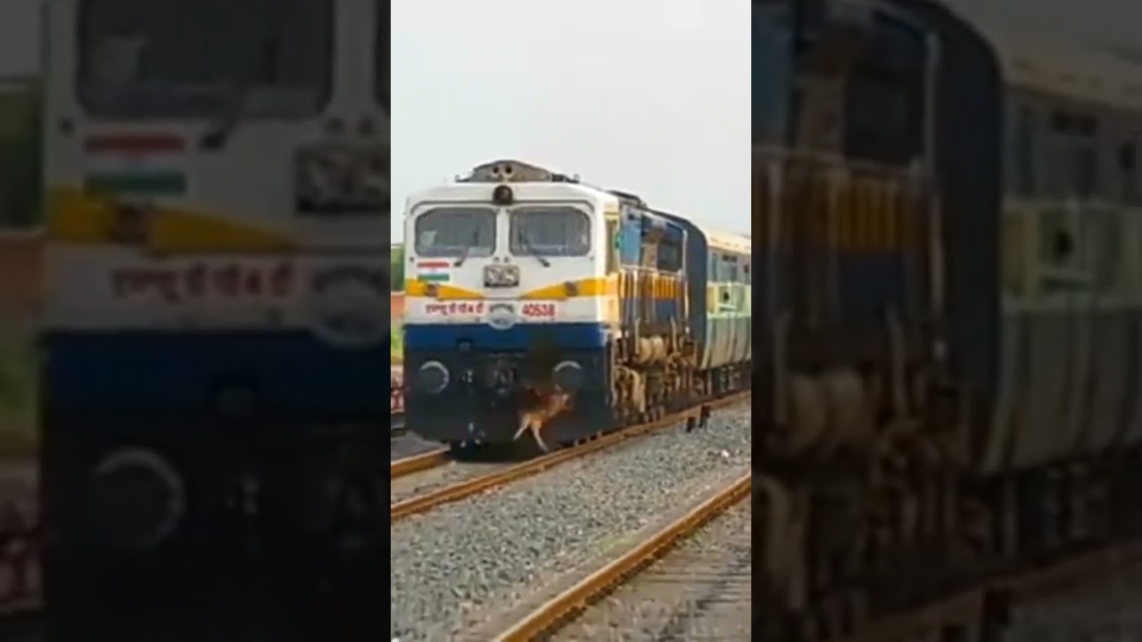 Animal train accident || Save the animal || 