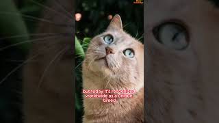  Brazilian Shorthair  The Latin American Cat Superstar 