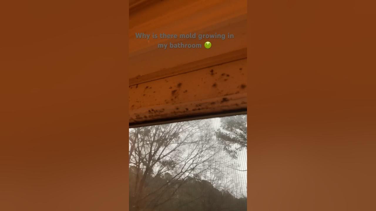 Why is there mold growing in my bathroom YouTube