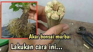 how to split the trunk for a mulberry bonsai with circular roots