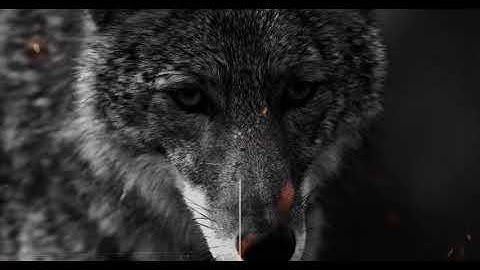 Mestizo & Controller 7 - Promised Land (ft. D-Styles) (Official Video)