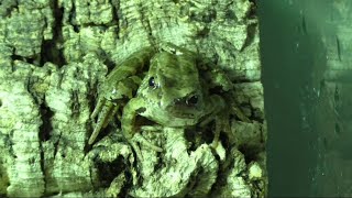 Травяные лягушки VS перелётная саранча