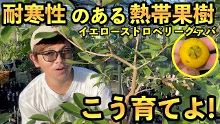 ＾＾　ストロベリーグアバ グアバ：レッドストロベリーグアバ4号ポット の通販 | 園芸ネット
