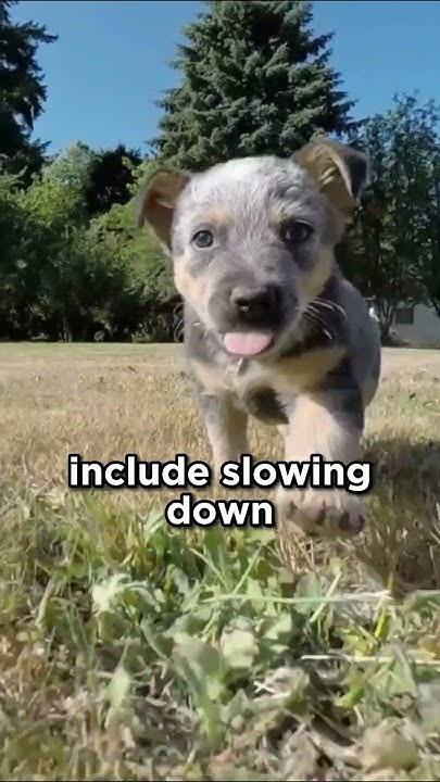 when-do-dogs-get-tired-dogs-youtube