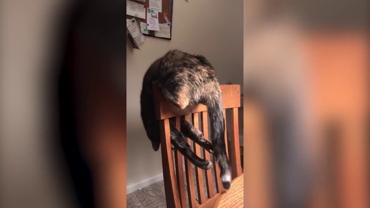 Funniest+Pet+Fails+Compilation+September+2018+%7C+Funny+Pet+Videos ...