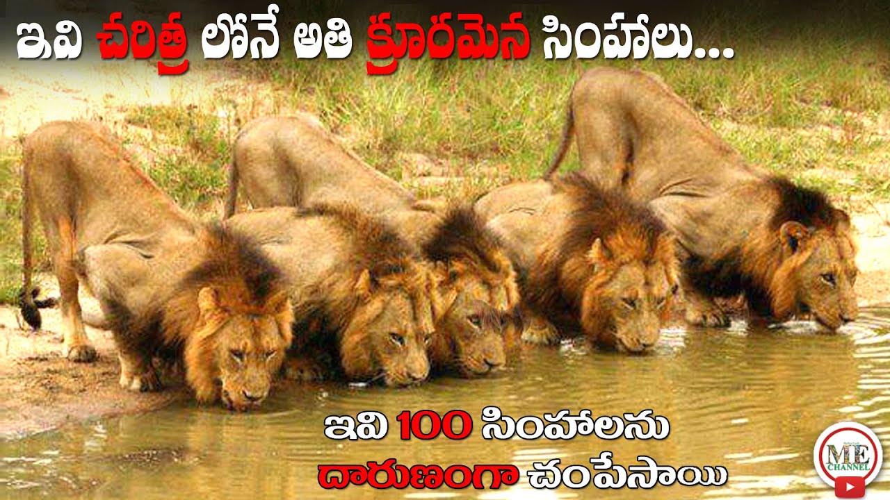 MAPOGO LION COALITION IN TELUGU RISE AND FALL OF MAPOGO LIONS IN TELUGU MOTHER EARTH CHANNEL