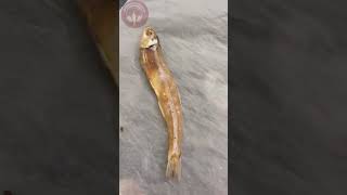 How To Clean Nethili Karuvadu Nethili Dry Fish Quick Karuvattu Kozhambhu Claypot Cooking