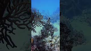 Underwater Lens 20230208 Inking cuttlefish