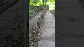 Explore Matlock Giddy Edge: Beautiful Walks Condensed into 1 Minute! #EnglishCountryside