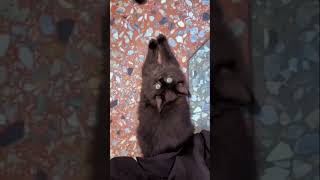 Please Dont Scroll trending cat kittens viral pets persiancat