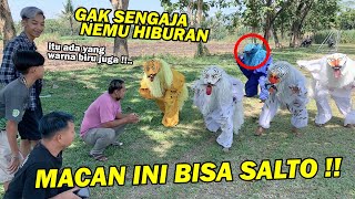 GAK NYANGKA KETEMU INI !! Auto nonton gaes ( latihan Kewan-kewanan )