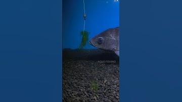 This is How Tilapia Fish Eat Moss Bait #shorts #fishing #tutorial