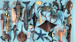 Binatang Laut, Hiu Zebra, Paus Bungkuk, Ikan Batu, Buntal, Ikan Torani, Sonang, Pari Manta, Kepiting