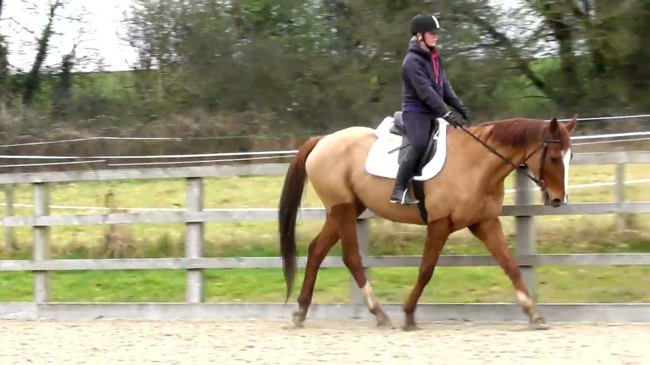 Charlie | Nellie ~ For Sale ~ 03/02/22 ~ Not Alone ~ Aardwolves