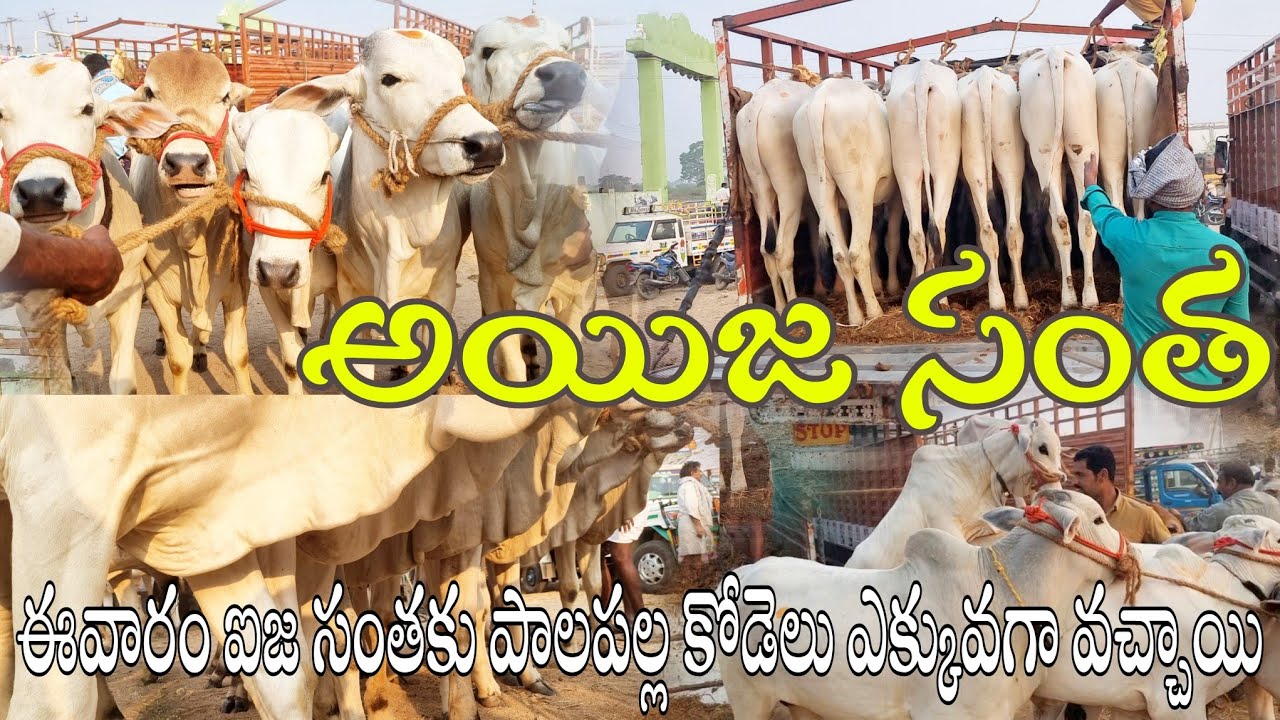 ఈ వారం ఐజ సంతకు పాలపల్ల కోడెలు ఎక్కువగా వచ్చాయి-milk teeth bulls prices in ieeja market-ieeja bazar🐂
