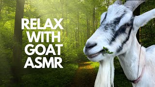 Goat ASMR: Let your nervous system relax to the sound of goats grazing