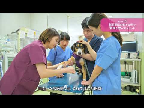 2024年4月に獣医保健看護学科 新設！ - YouTube