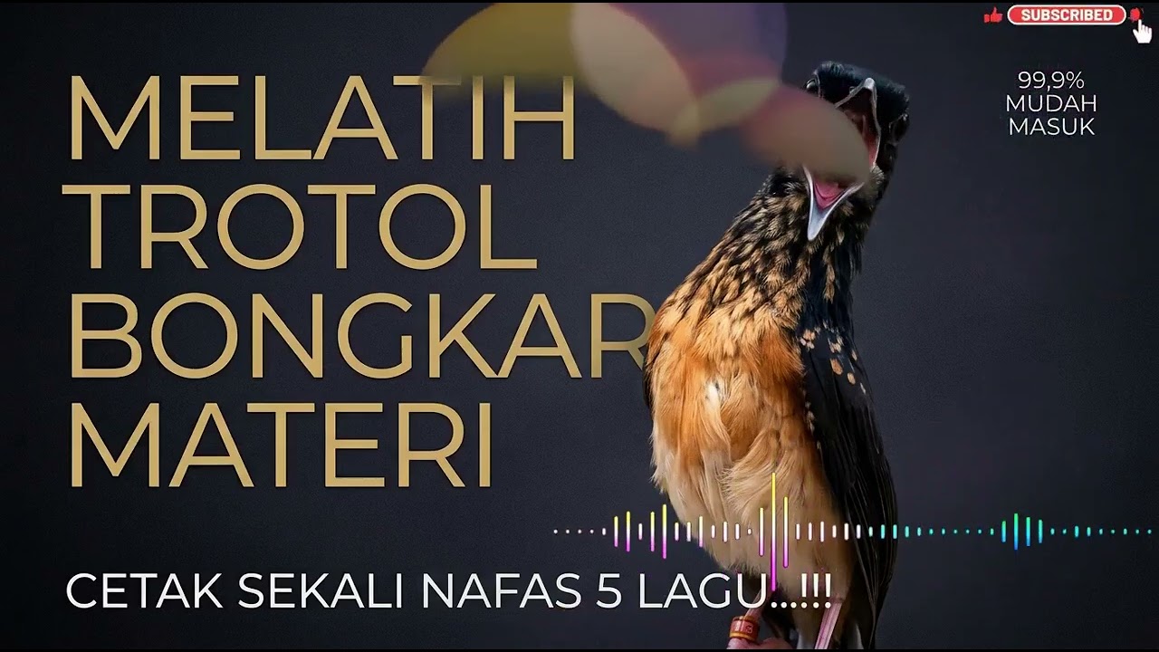 Masteran Murai Batu Full Isian Terbaik  Audio Jernih HD untuk Anakan, Harian, dan Burung Lomba