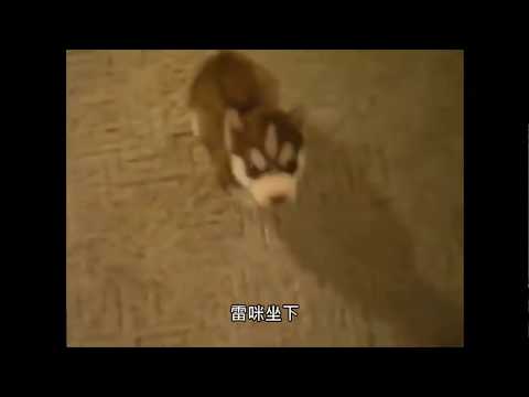 雷咪 坐下ww